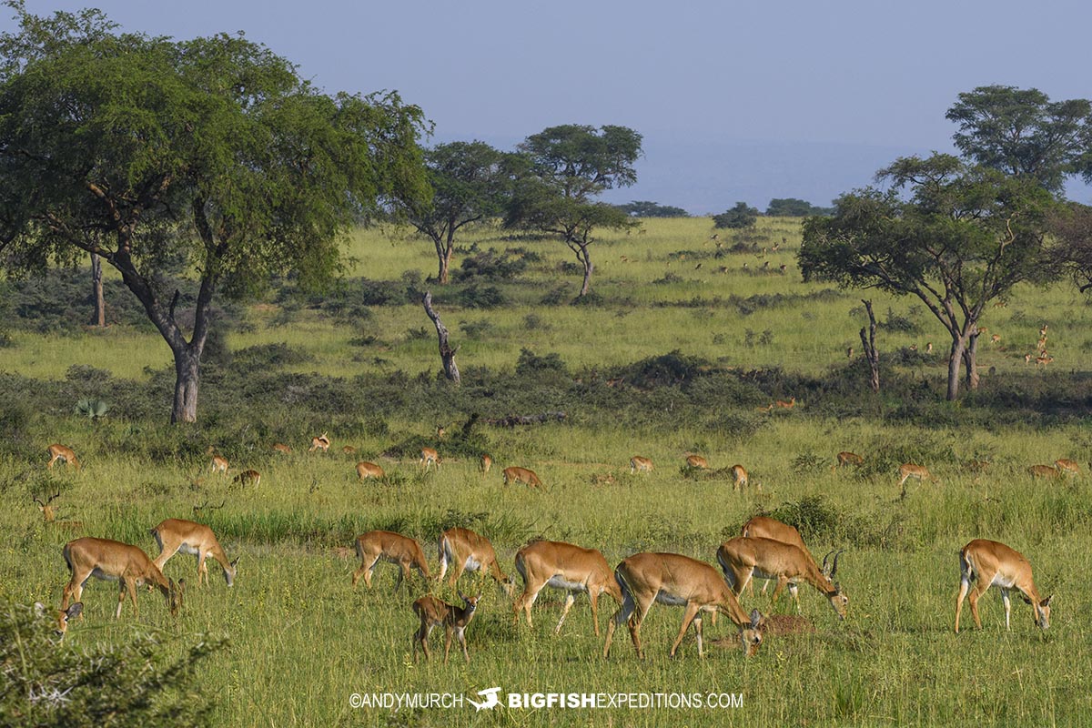 Uganda cob herd in Murchison Falls