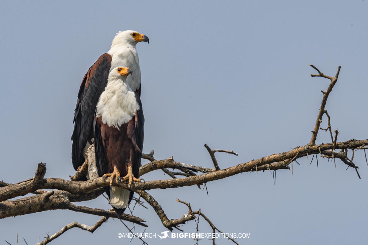 Palm vultures in the Kazinga Channel