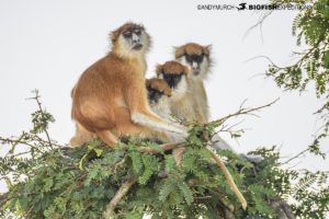 Patas Monkeys in Murchison Falls