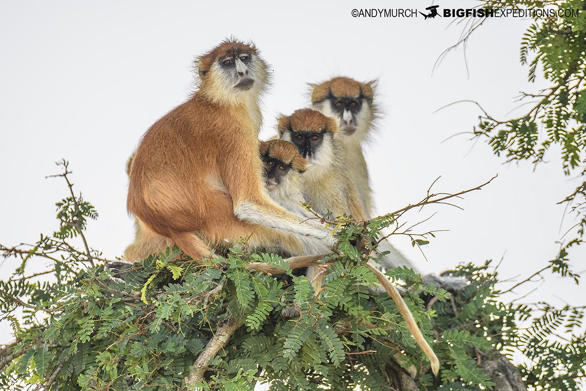 Patas Monkeys in Murchison Falls