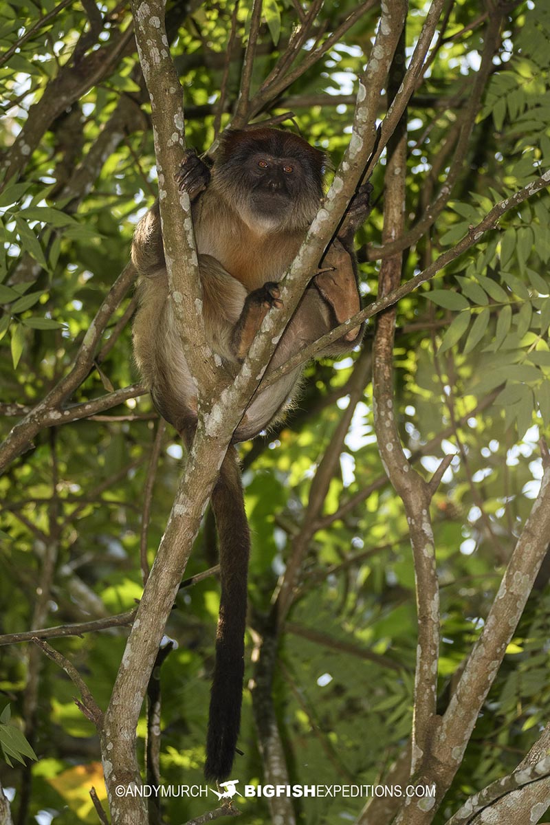 Ashy red colobus monkey in Kibale National Park.