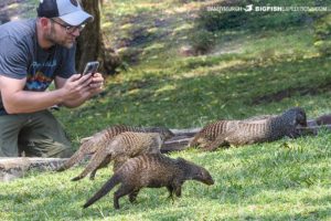 Photographing banded mongooses in Uganda