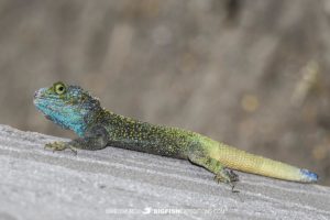 Blue-headed agama in Uganda