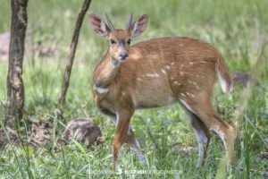 Bushbuck at Murchison Falls