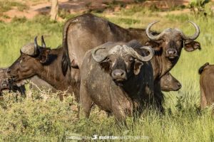 Cape Buffalo at Murchison Falls