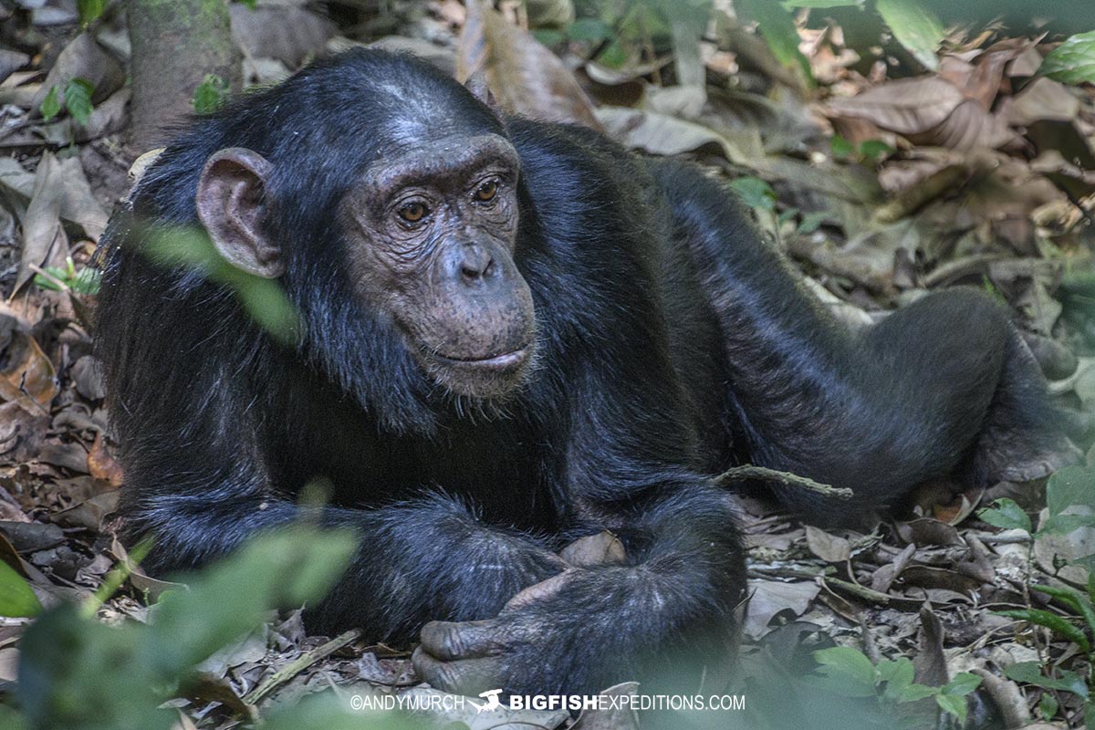 Chimpanzee tour in Uganda