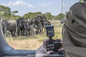 Photographing elephants in Uganda