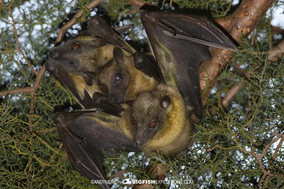 Straw coloured bats in Uganda