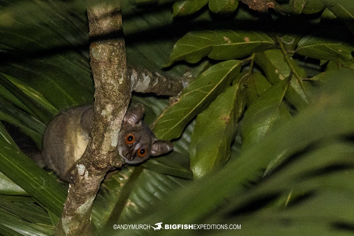 Demidofs galago in Kibale Forest