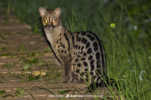 Genet in Kibale Forest