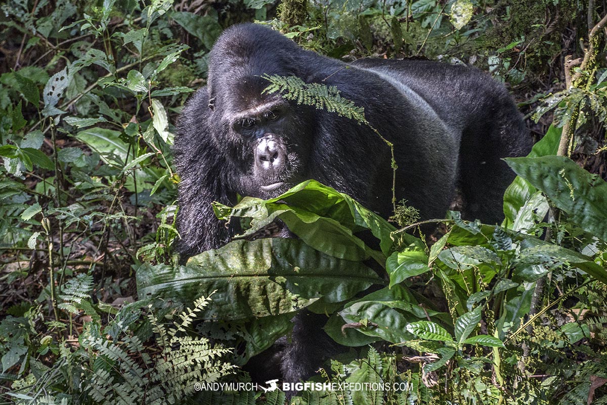 Gorilla Trekking in Bwindi
