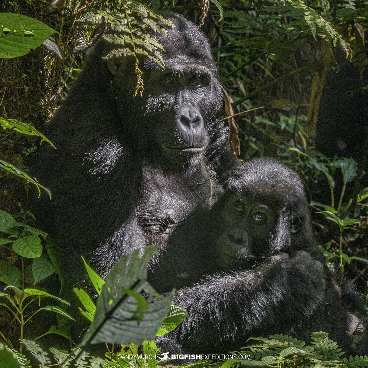 Gorilla Trekking in Bwindi