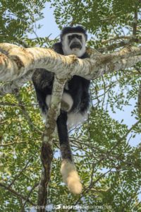 Guereza Colobus monkey in Kibale National Park.