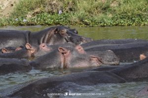 Hippo Raft in the Kazinga Channel