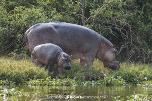 Hippos in the Kazinga Channel