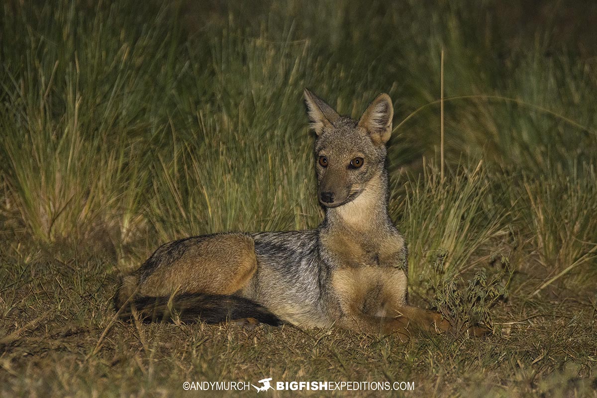 Side-striped Jackal in Murchison Falls.