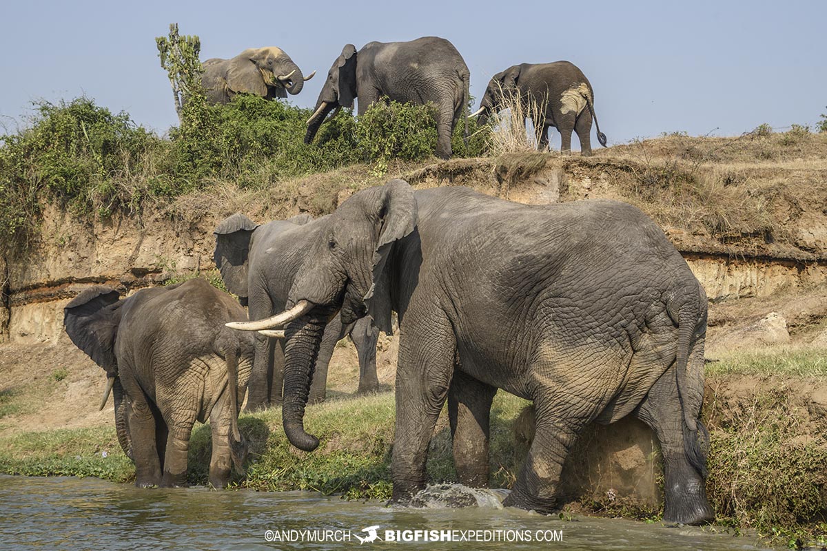 Elephants in the Kazinga Channel