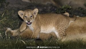 lion cub in Uganda