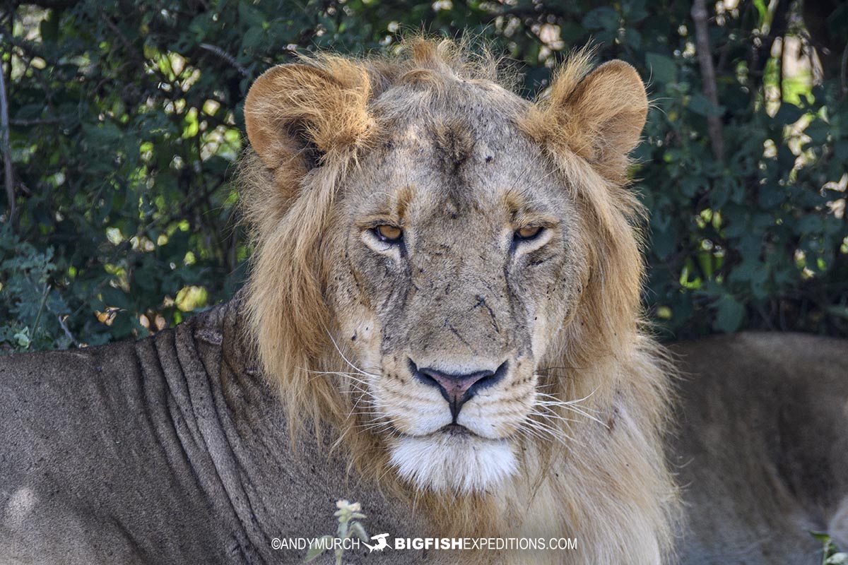 Lion in Murchison Falls Uganda.