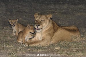 Lions at Murchison Falls