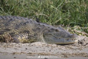 Nile Crocodile in the Kazinga Channel