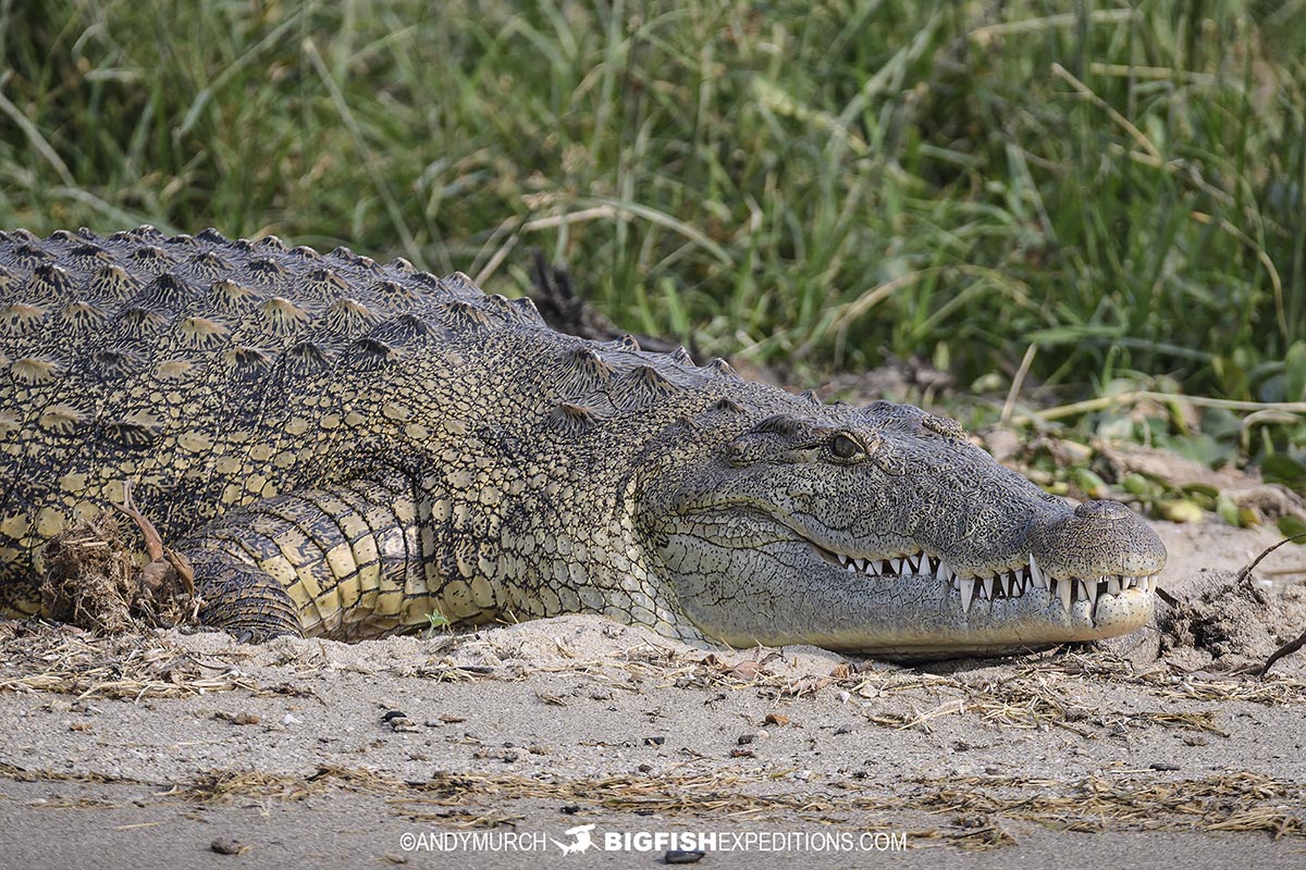 Nile Crocodile in the Kazinga Channel