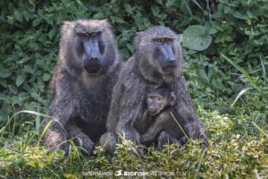Olive Baboons in Murchison Falls