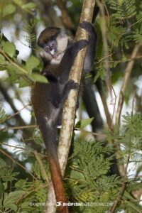 Redtail monkey in Kibale National Park.