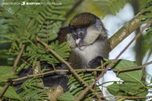 Redtail monkey in Kibale National Park.