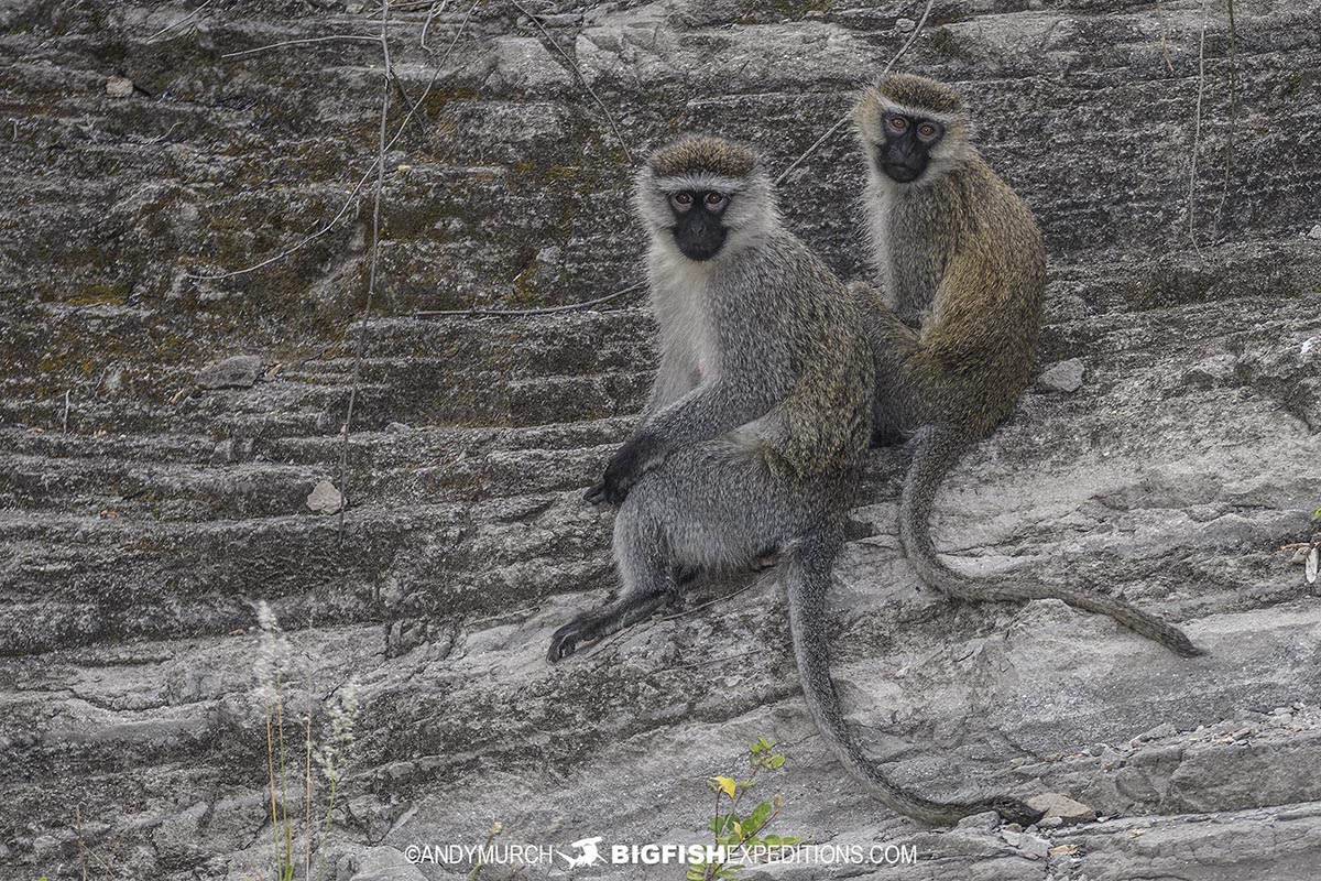 Tantalus Monkeys in Uganda