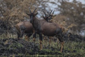 Topi antelope in Uganda