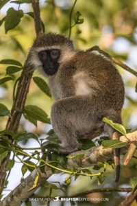 Vervet monkey in Kibale National Park.