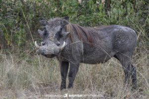 Warthog in Uganda on Safari