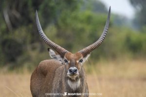 A male waterbuck in Queen Elizabeth National Park, Uganda.