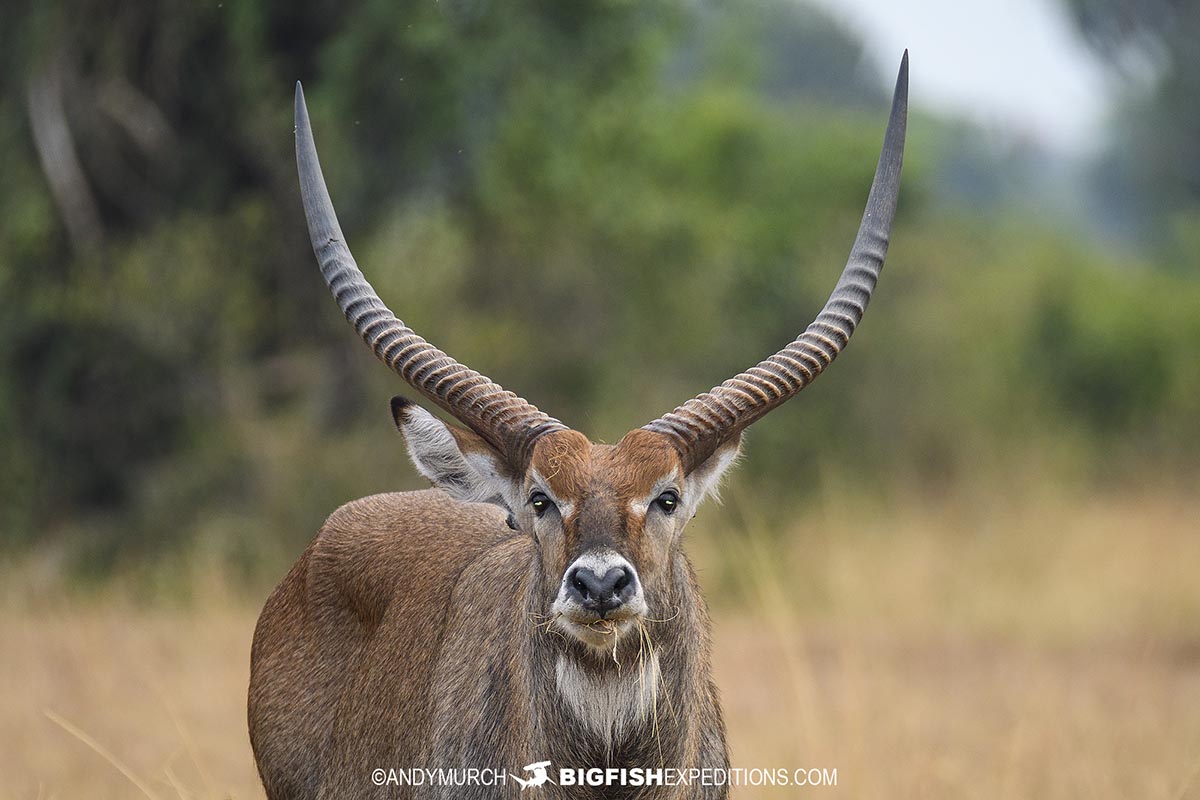 A male waterbuck in Queen Elizabeth National Park, Uganda.