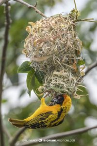 Weaver bird Kibale