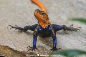 Yellow-headed agama at Murchison Falls