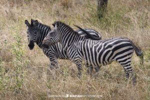 Zebras at Lake Mboro in Uganda