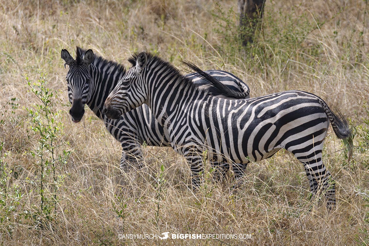 Zebras at Lake Mboro in Uganda