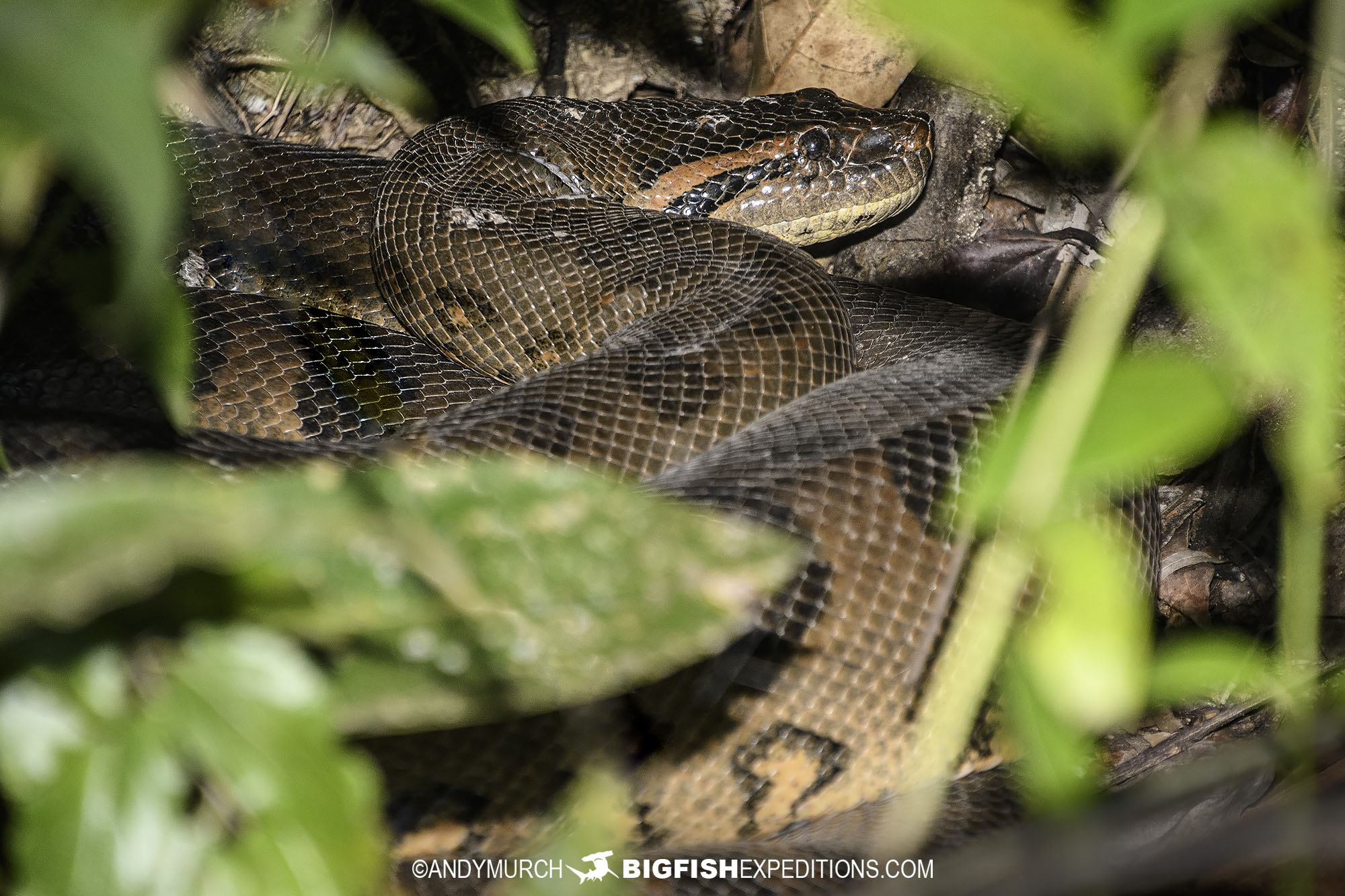 Male Green Anaconda