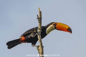 Toucan in the Rio Formosa.