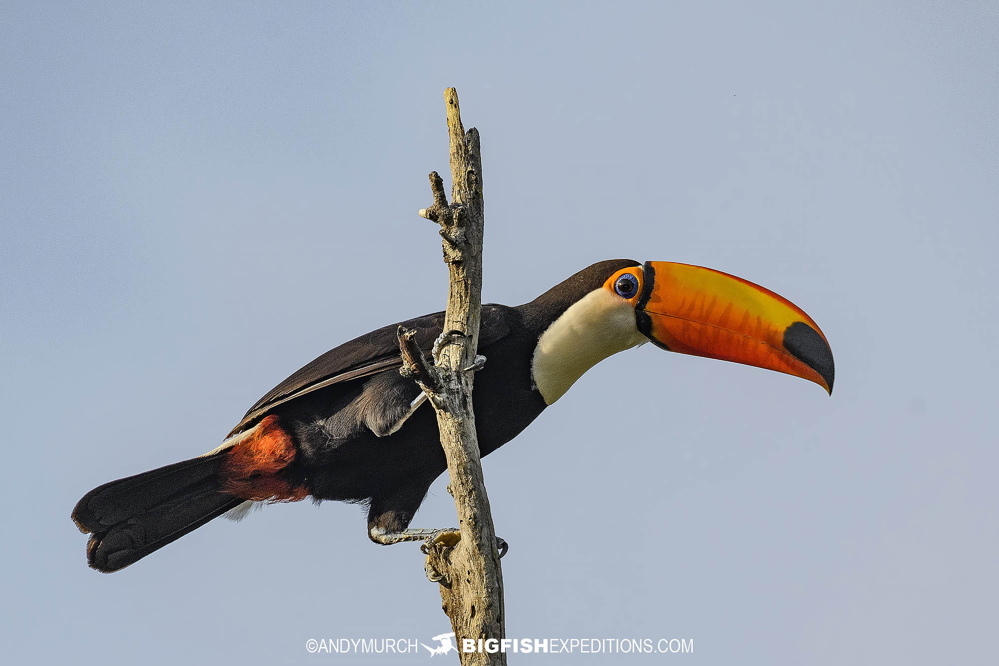 Toucan in the Rio Formosa.