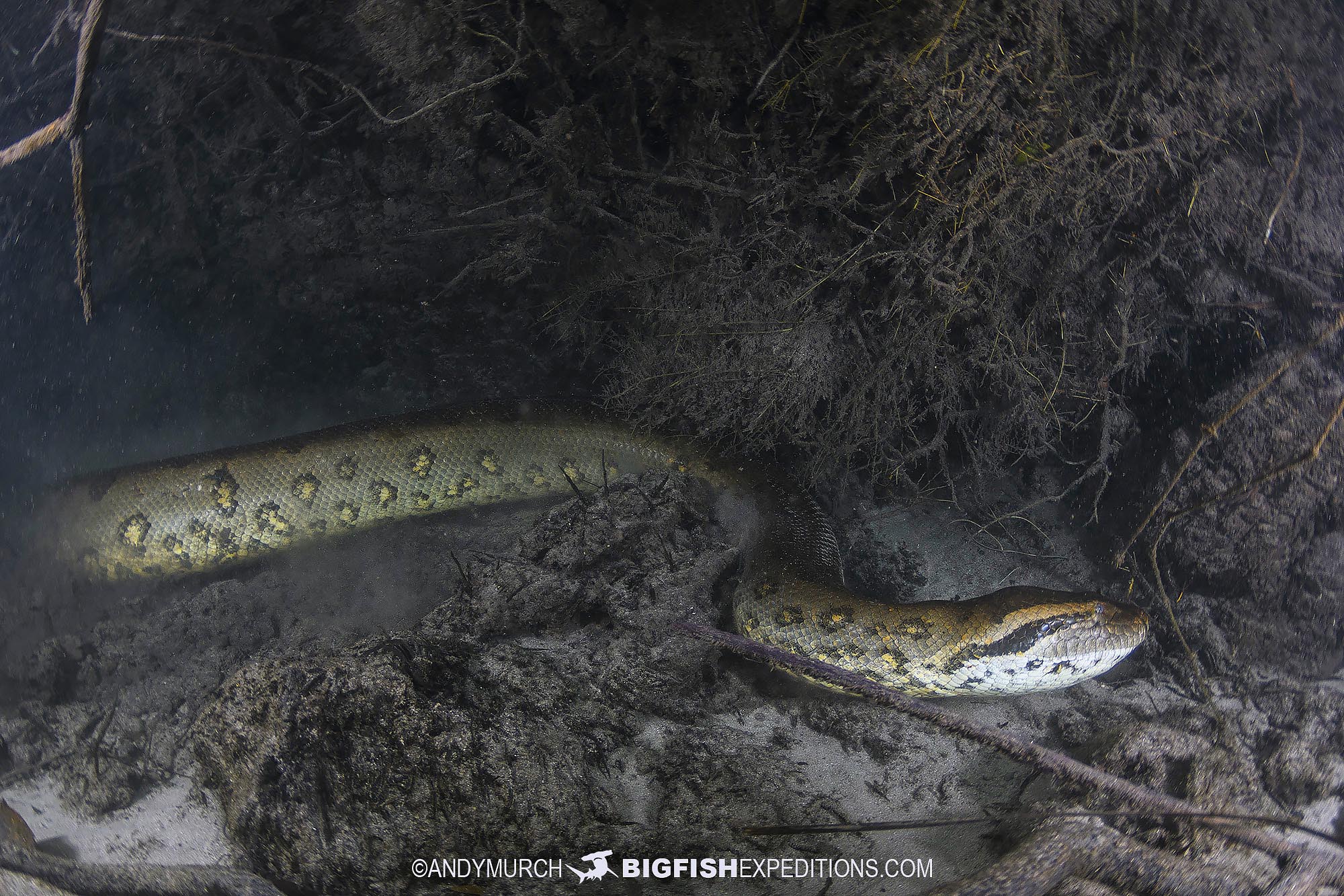 Diving with a male Anaconda in Brazil.