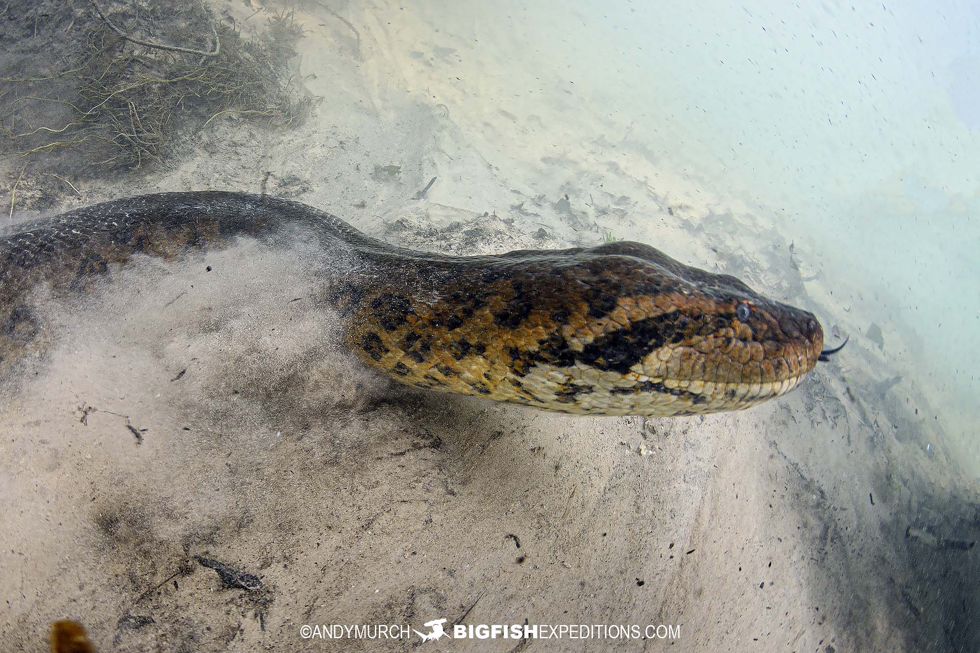 Diving with a giant anaconda