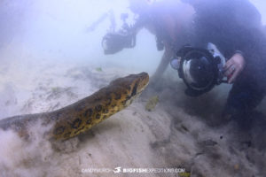 Diving with a huge Anaconda in Brazil.