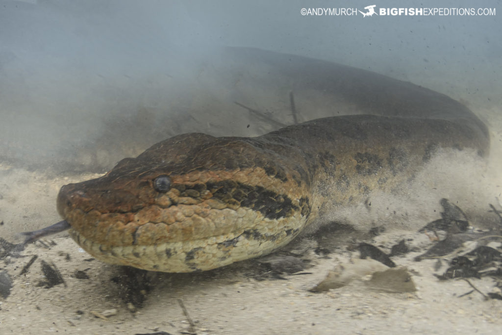 Diving with Anacondas in Bonito, Brazil.