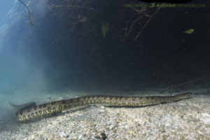 Diving with a male Anaconda in Brazil.