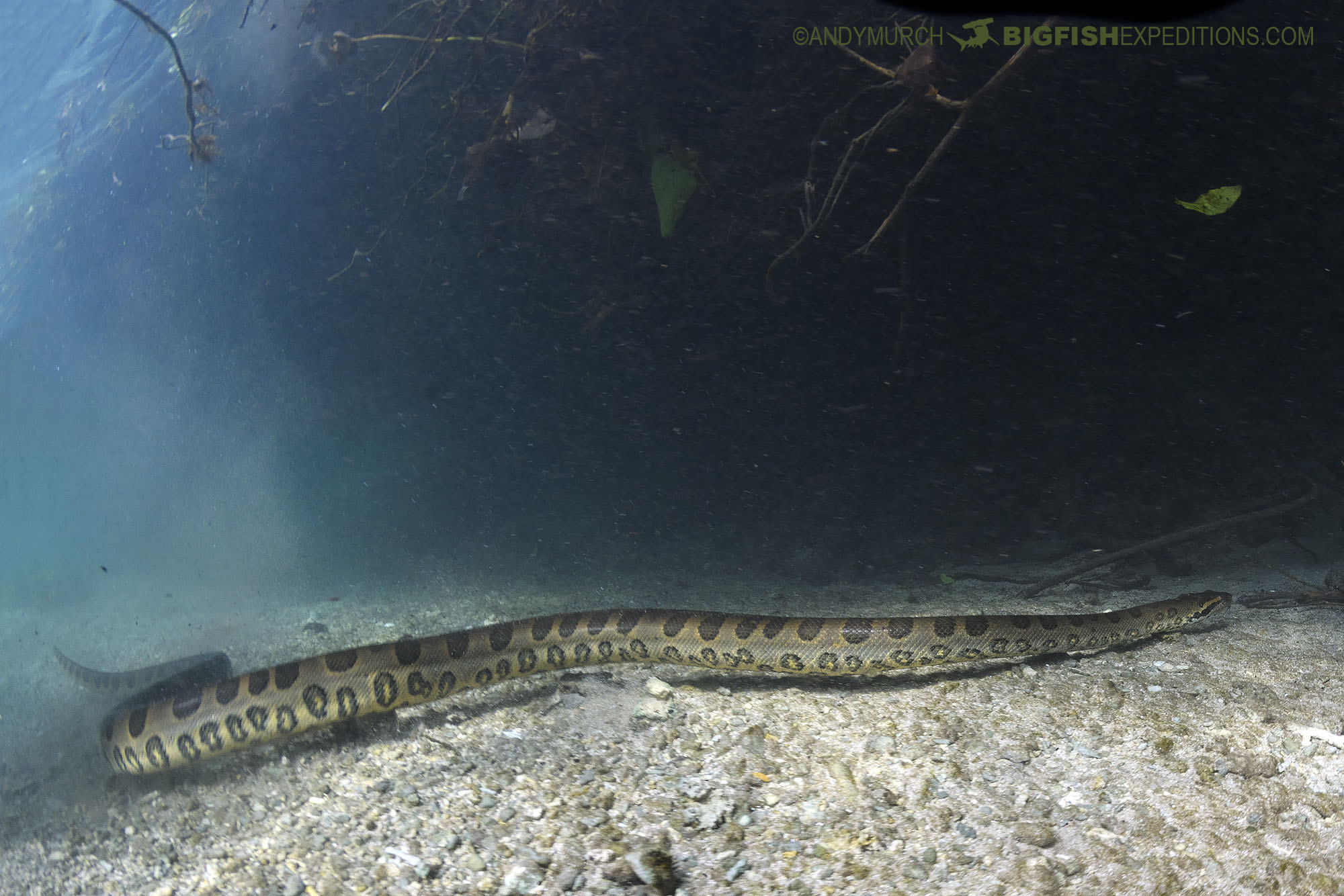 Diving with a male Anaconda in Brazil.