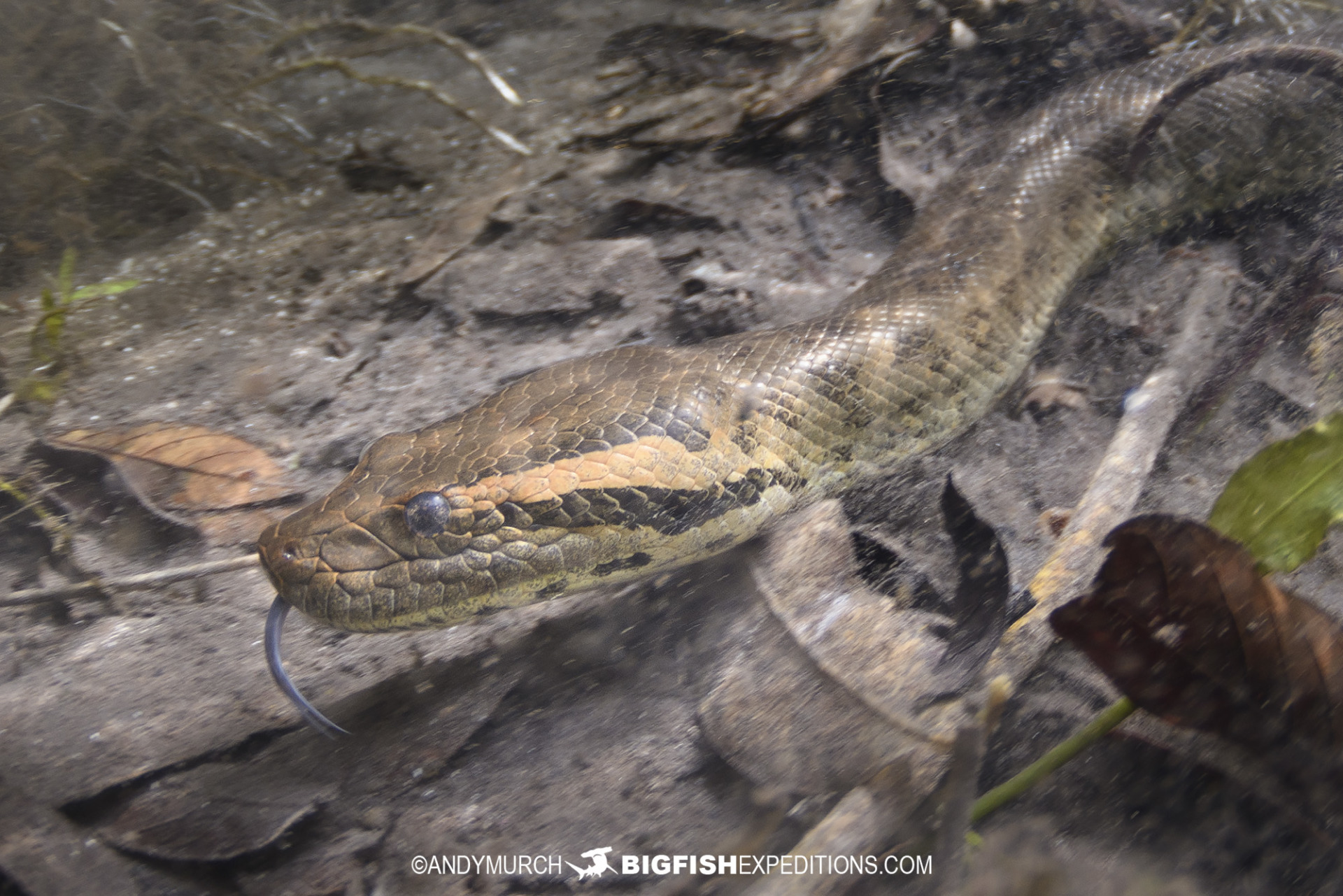 Diving with Anacondas in Brazil.