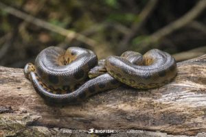 Photographing a giant anaconda